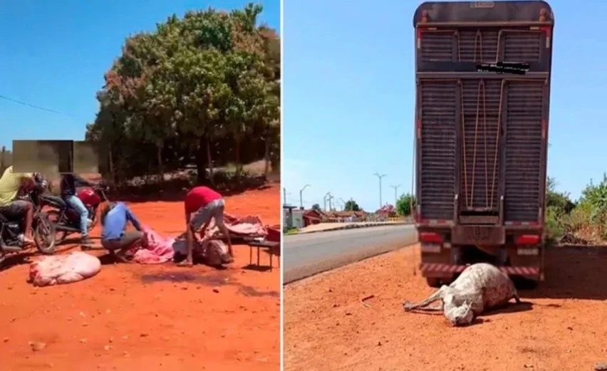 “CADÊ O BAHIA SEM FOME?” Populares recolhem carne de boi morto abandonado em estrada na Bahia