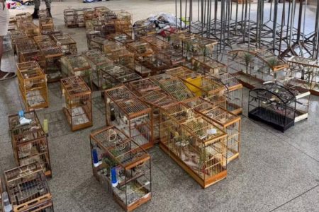 TORNEIO CLANDESTINO! Polícia resgata 95 aves em Águas Claras