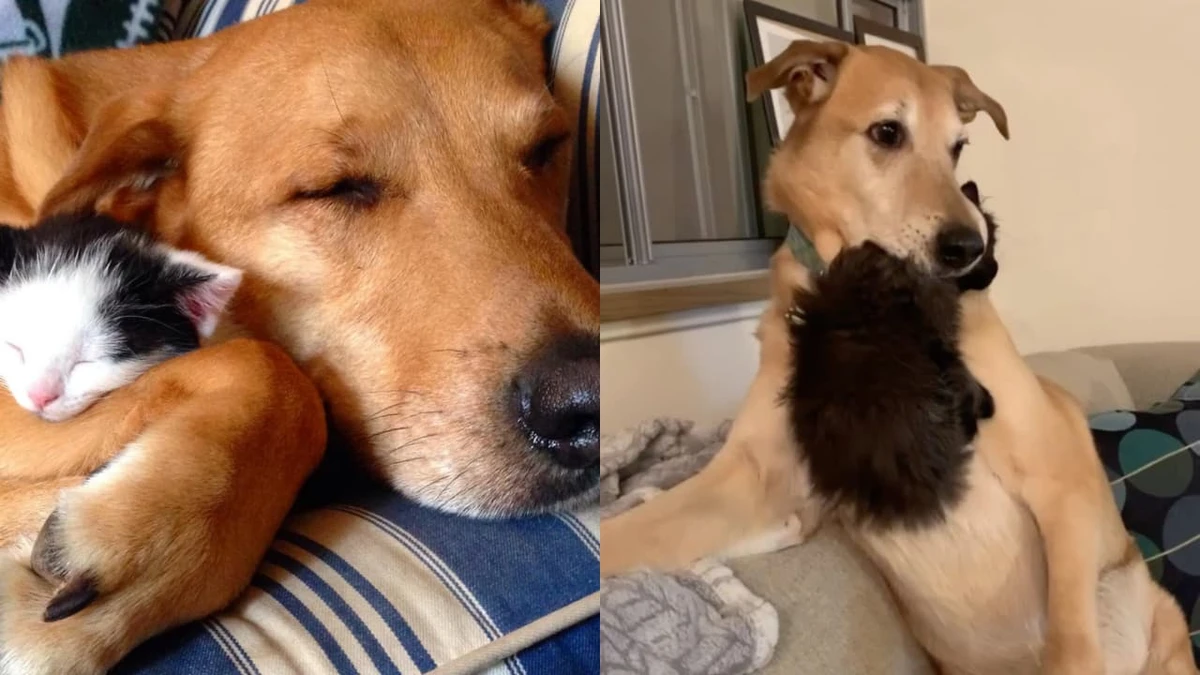 AMIZADE INUSITADA! Cachorro caramelo já cuidou de mais de 200 gatinhos resgatados
