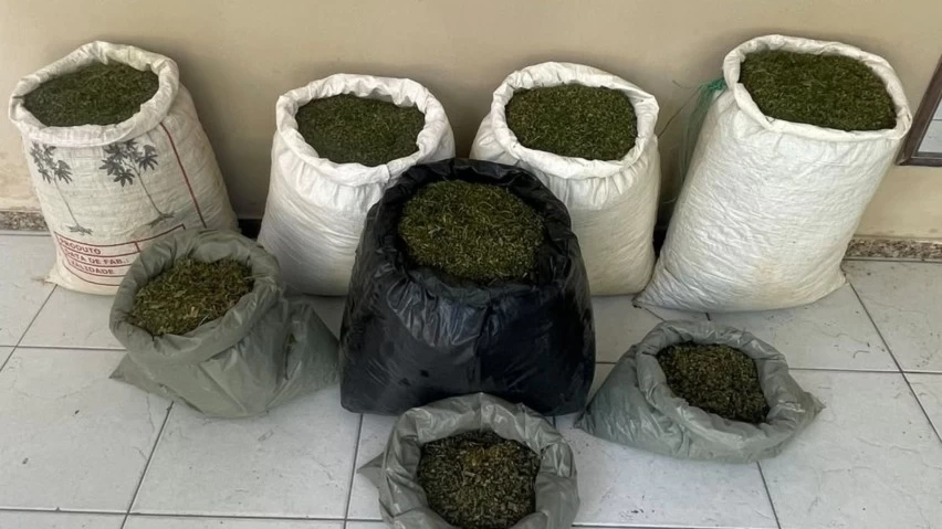 ROÇA DA DROGA! PM encontra plantação de maconha e destrói cultivo na zona rural da Bahia