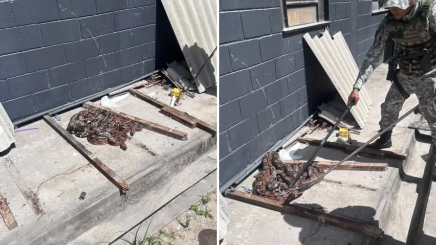Quatro jiboias são resgatadas dentro do Complexo Penal da Mata Escura, em Salvador