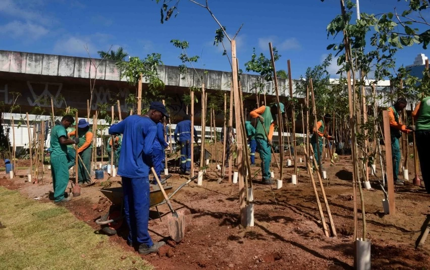 VERDE NO CORAÇÃO DA CIDADE! Avenida ACM ganha microfloresta com 3,6 mil árvores
