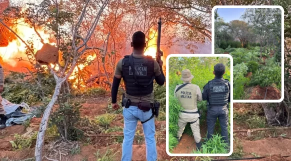 OPERAÇÃO NO SERTÃO! Polícia erradica 22 mil pés de maconha em área rural da Bahia
