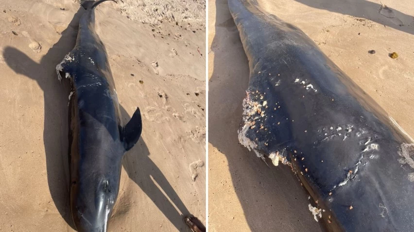 FILHOTE DE BALEIA É ENCONTRADO MORTO NA PRAIA DE STELLA MARIS, EM SALVADOR